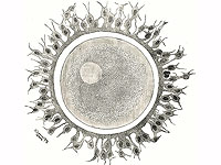 Минздрав увеличил разрешенное количество циклов консервации яйцеклеток