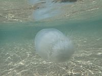 Концентрация медуз на израильском побережье Средиземного моря начинает сокращаться, но при купании следует соблюдать осторожность
