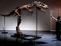 Скелет динозавра продан на аукционе в США за 6 миллионов долларов