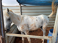 Операция в Тире: в доме "мусорного пирата" спасли собак и лошадь