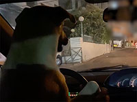 За видео "собака за рулем" житель Эйн-Накубы предстанет перед судом