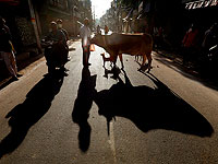 Стадо коров прогулялось по Кирьят-Ата, объедая деревья и оставляя за собой кучи навоза
