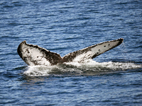 MSC скорректирует маршруты судов вокруг Шри-Ланки, чтобы спасти синих китов