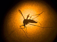 На севере Израиля обнаружены комары-разносчики вируса западно-нильской лихорадки