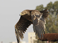 В Негеве найдены мертвыми три орла; не исключено, что птицы отравлены