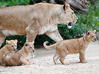 В зоопарке Сиднея из вольера сбежали лев с львятами