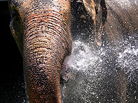 В Кении умерла "королева Цаво" – слониха Дида
