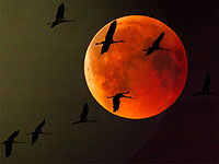 8 ноября будет наблюдаться полное лунное затмение. На Ближнем Востоке, в Европе и Африке его не увидят