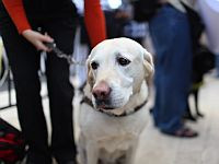 Таксист оштрафован на 13 тысяч шекелей за отказ везти слепого пассажира с собакой-поводырем