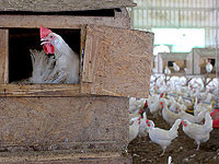 Работники одной из крупнейших птицефабрик страны угрожают начать забастовку