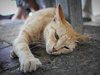 В Гиватаиме избили пожилых супругов за то, что они кормили бездомных кошек