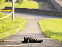 26-летняя кошка из Великобритании попала в Книгу рекордов Гинесса