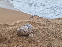 Десятки килограммов наркотиков найдены на пляжах севера страны