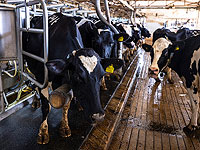 Исследовательский центр Кнессета: причина дороговизны молочных продуктов – централизованная система планирования рынка