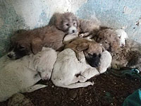 В деревне Иблин закрыт незаконный собачий питомник