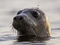 Около 700 мертвых тюленей обнаружено на побережье Каспийского моря в Дагестане