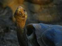 Черепаха Джонатан, старейшее животное на планете, празднует 190-летие