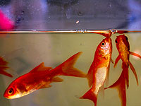 Управление природы: не бросайте домашних золотых рыбок и не выпускайте их "на свободу"