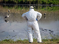 Новый штамм "птичьего гриппа" обнаружен в деревне Кфар-Монаш