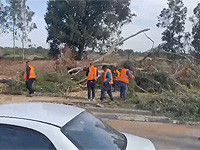 В Кирьят-Оно дерево рухнуло на машину, женщина и ребенок получили легкие травмы