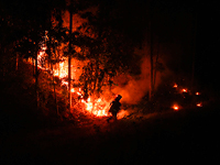 Жертвами лесных пожаров в Чили стали сотни людей