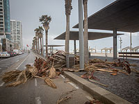 "Фонд Керен Каемет ле-Исраэль" предупреждает об угрозе падения деревьев во время зимнего шторма