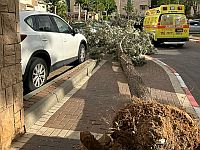 Первая пострадавшая в результате бури "Барбара" в Израиле: в Ор-Йегуде дерево упало на девочку