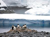 Новый мировой рекорд: чилийка проплыла около 2,5 км в Антарктике при температуре воды 2,2 градуса