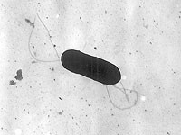 Бактерия листерия
