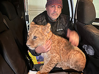 Пограничники "освободили" львенка, незаконно содержавшегося в неволе 