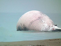 Возле побережья Зикима на камни выбросился один из самых больших китов