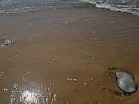 Отдых на пляжах Средиземного моря: внимание, в море есть медузы