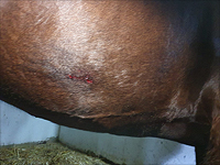 Полицейский ударил плетью на Аялоне девушку; полиция заявляет, что она причинила ущерб лошади