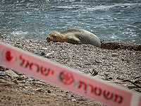 Управление природы: самка тюленя-монаха, отдыхающая в Израиле, достаточно окрепла, чтобы поплавать в море