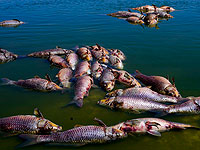 В Кинерете погибли тысячи рыб, проверяется подозрение на отравление