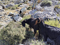 Житель Палестинской автономии подозревается в краже овец у израильского фермера
