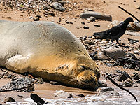 Самка тюленя-монаха в поисках спокойного места сменила три тель-авивских пляжа