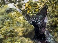 Эпидемия, пришедшая из Средиземного моря, уничтожила популяцию морских ежей Diadema setosum в Эйлатском заливе