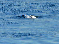 У берегов Швеции замечен российский "кит-шпион" Хвалдимир