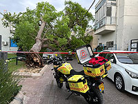В Тель-Авиве от порыва ветра упало дерево, легко пострадал прохожий