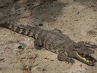 В Коста-Рике впервые зафиксировано непорочное зачатие крокодила