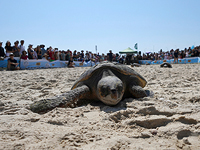 Всемирный день морских черепах: в Израиле выпустили в море 18 спасенных логгерхедов. Фото