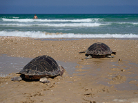 Всемирный день морских черепах: в Израиле выпустили в море 18 спасенных логгерхедов. Фото
