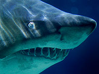 Тигровая акула, представляющая опасность для людей, замечена у одного из пляжей Эйлата