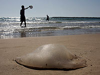 На пляжах Тель-Авива и Бат-Яма появились медузы, но летний "сезон медуз" еще не начался