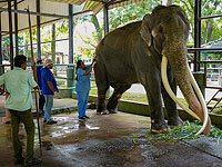 Репатриация Муту Раджи: за священным слоном прислали специальный самолет