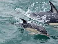 На одном из центральных пляжей Японии дельфины нападают на отдыхающих