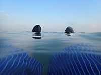 Условия для купания в Средиземном море хорошие: волны невысокие, медуз мало