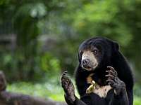 Китайский зоопарк опроверг информацию, что показывает людей вместо медведей