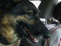 Полиция в Словакии оштрафовала водителя, посадившего за руль свою собаку